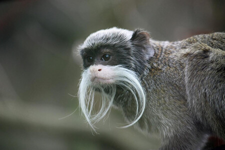 Život se s mladými tamaríny rozhodně nemazlí. Samice ty z potomků, kteří mají v důsledku sociálního nastavení skupiny malé vyhlídky na přežití, zabijí.