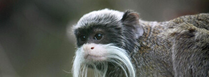 Tamarín vousatý. Foto: GraphicReality / Flickr.com Tamarín vousatý. Foto: GraphicReality / Flickr.com