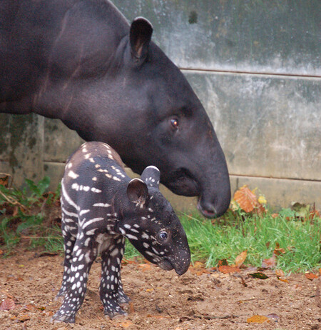 Ve volné přírodě tapíři čabrakoví patří mezi ohrožená zvířata. Odhaduje se, že v současnosti zbývá posledních 5000 jedinců přežívajících v Barmě, Thajsku, Malajsii a na Sumatře. V ostatních částech svého původního teritoria byli již vyhubeni. Na vině je především těžba exotického dřeva a přeměna deštného pralesa na zemědělskou půdu, například na plantáže palmy olejné