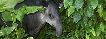 Foto: Brian Gratwicke / Flickr