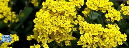 foto: jacki-dee / Flickr