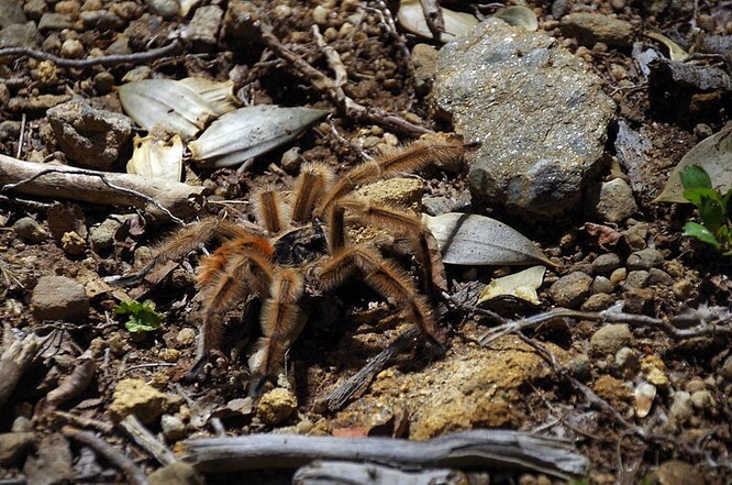 Ředitel adopčních programů MSPCA Mike Keiley uvedl: "Pro naše zaměstnance i dobrovolníky je vždycky zajímavé, když se do naší péče dostane sklípkan nebo tarantule, protože je to hodně nezvyklé." Za posledních 20 let to podle něj bylo zhruba deset různých sklípkanů a tarantulí.