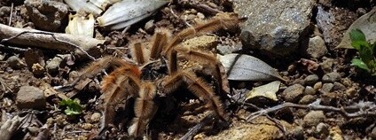 Sklípkan růžový Foto: Pieter Edelman Flickr