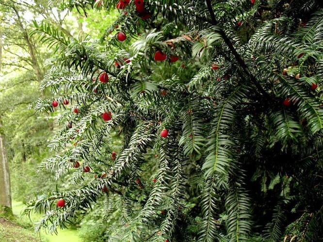 K velkému úbytku tisu červeného v lesích nejen v české krajině, ale v celé Evropě, vedla v minulosti jeho těžba a takřka nulová výsadba. Nyní je známý spíše jako parková dřevina v podobě nepůvodních keřových zahradnických kultivarů.