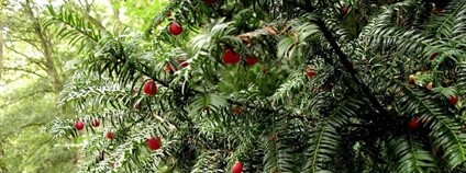 Tis červený Foto: Coanri/Rita Flickr.com