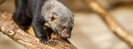 V Zoo Praha se narodila historicky první čtyřčata vzácné tayry Foto: Zoo Praha