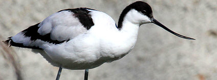 opačný (Recurvirostra avosetta) na rybníku Nesyt. Foto: František Pelc/AOPK