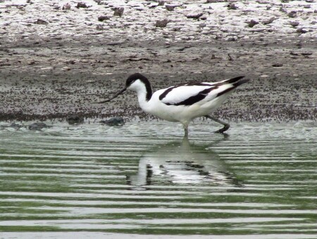 Tenkozobec opačný je černobíle zbarvený bahňák velikosti racka chechtavého. Jeho zvláštností je dlouhý a velmi tenký zobák, který má na rozdíl od ostatních ptáků otočený špičkou vzhůru. Právě podle svého zvláštního zobáku dostal jméno – tenkozobec opačný.