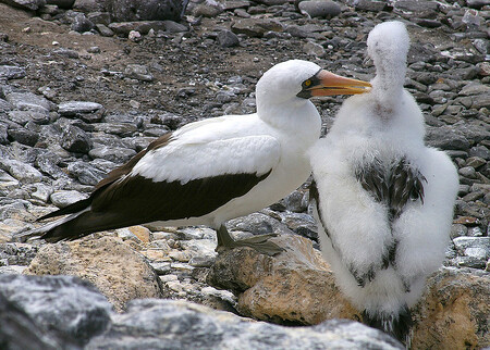 „Byli jsme zaskočeni intenzitou násilného chování, kterého se někteří dospělci dopouštěli na cizích mláďatech,“ říká ornitoložka Martina Müllerová.