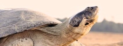 Foto: C. Ferrara / Wildlife Conservation Society