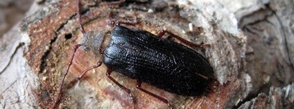 Tesařík javorový Foto:Lukáš Skořepa NP Šumava