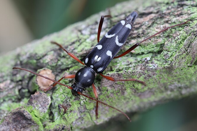 Larvy vzácného tesaříka Isotomus speciosus se živí dřevem suchých listnatých stromů. Akát, navzdory svému exotickému původu, jim vysloveně chutná.