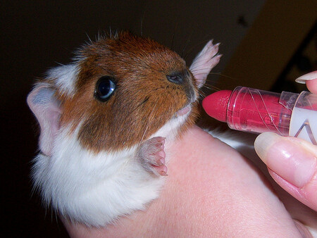 Výrobky, které již v minulosti otestovány byly, smějí na trhu zůstat. Na evropský trh by se ale neměly dostat nové výrobky nebo jejich složky, které byly testovány na zvířatech.