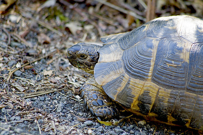 Nové působiště suchozemských želv je u výběhu velbloudů dvouhrbých. Jsou zde želvy zelenavé a želvy žlutohnědé. Ilustrační foto