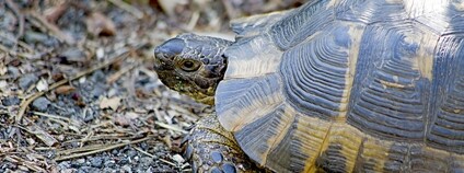 Želva žlutohnědá Foto: Katya Flickr