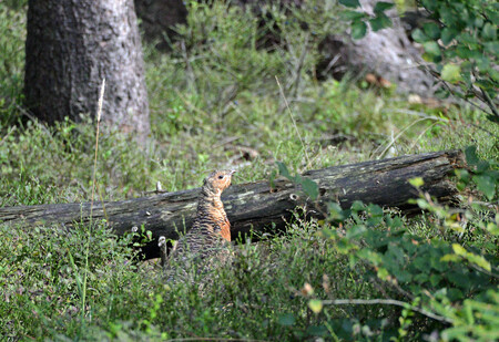 Pracovníci Lesů ČR vypustili do přírody na Frýdecko-Místecku dalších 16 kriticky ohrožených tetřevů.