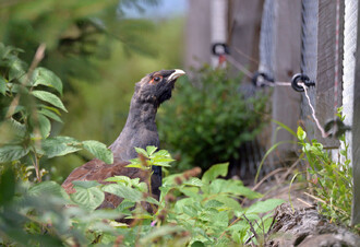 Tetřev vypuštěný do přírody.