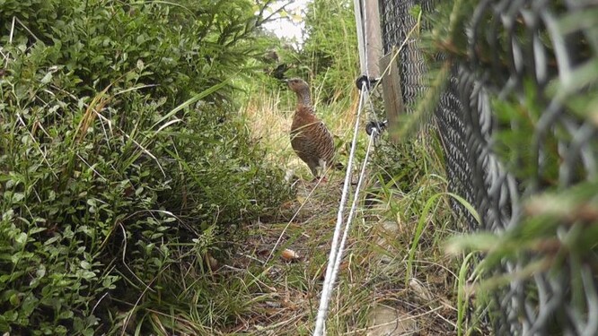 Samice tetřeva hlušce za plotem aklimatizační voliéry