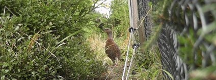 Samice tetřeva hlušce za plotem aklimatizační voliéry Foto: Archiv Lesů ČR
