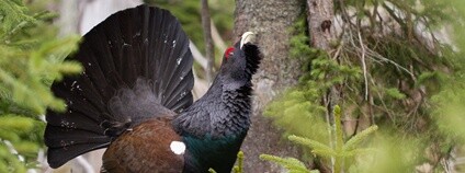 Tetřev hlušec Foto: Marek Drha NP Šumava