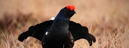 Foto:  Ondřej Prosický / naturephoto.cz