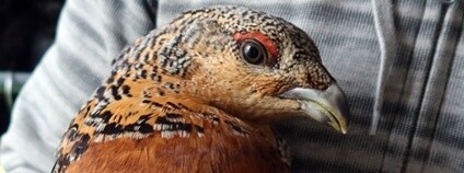 Samice tetřeva hlušce Foto: DES OP - Záchranná stanice živočichů Plzeň