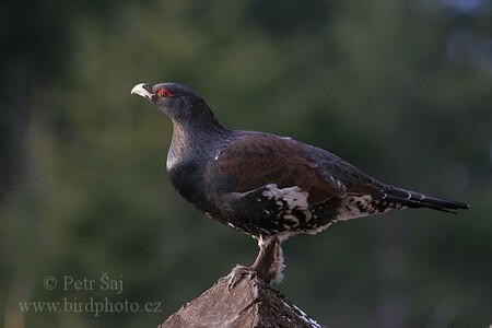 Tetřev hlušec (na obrázku) patří ke kriticky ohroženým druhům a v České republice mu hrozí vyhynutí. Tetřev je mohutný pták velikosti krocana. U samce převládá černá barva s hnědými křídly a s výraznými červenými zduřeninami nad očima. Samice jsou hnědavě zbarvené a výrazně menší - s váhou kolem 2140 gramů - než samečci, kteří váží kolem 4800 gramů. Většina populace tetřeva hlušce v Česku se vyskytuje na Šumavě.