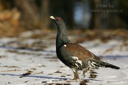Tetřev hlušec patří ke kriticky ohroženým druhům a v České republice mu hrozí vyhynutí, většina jeho populace se vyskytuje na Šumavě.