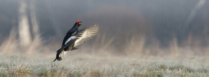 Foto: Václav Hřebek / Správa NP Šumava