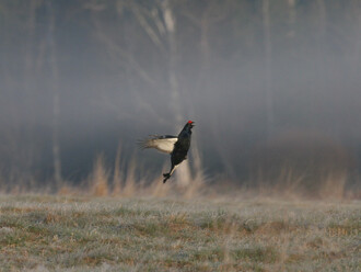 Omezený vtup do klidových území má reagovat na skutečné potřeby živočichů žijících v parcích, u ptáků především v období hnízdění