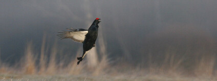 Foto: Václav Hřebek / Správa NP Šumava