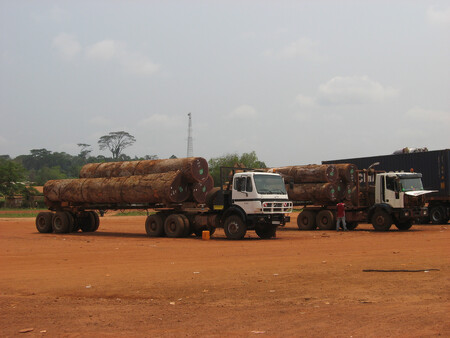 Republika Kongo je hned druhá po oblasti Amazonie, pokud jde o nelegální těžbu a vývoz hospodářsky cenných druhů stromů