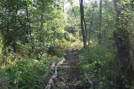 Huťský lesík je biokoridorem, který v krajině plní důležitou funkci. Je to migrační pásmo pro organismy volně žijící v přírodě. Přes Valašské Meziříčí vede jen jeden biokoridor, a to právě podél Bečvy. Z hlediska ekologické stability jde o zásadní lokalitu.