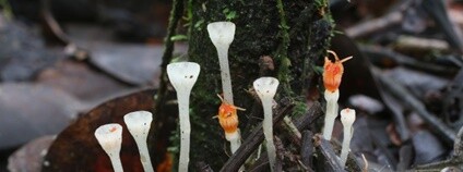 Hvězdnatka nejmenší (Thismia minutissima) - objev olomouckých přírodovědců Foto: Michal Sochor Univerzita Palackého v Olomouci