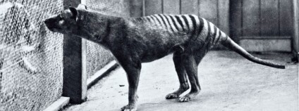 Foto: Harry Burrell / G.P. Whitley Papers Australian Museum Archives, AMS139/4/20/1 / Wikimedia Commons