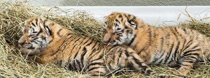 foto: Daniel Zupanc / zoovienna.at