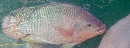 Tilapie Foto: jc berry Flickr.com