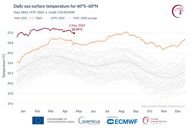 Průměrná denní teplota povrchu moře (°C) v mimopolární oblasti světového oceánu (60° j. š. - 60° s. š.) pro rok 2023 (oranžová) a 2024 (tmavě červená). Všechny ostatní roky mezi lety 1979 a 2022 jsou znázorněny šedými čarami. Denní průměr pro referenční období 1991-2020 je znázorněn přerušovanou šedou čarou. ERA5 Copernicus Climate Change Service/ECMWF
