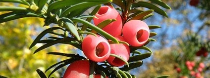 Tis červený Foto: Čmelák - Společnost přátel přírody