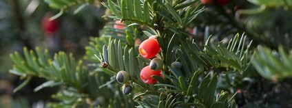 Tis červený Foto: Sergey Yeliseev Flickr