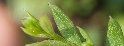 Kapradina rodu Tmesipteris Foto: Jon Sullivan Flickr