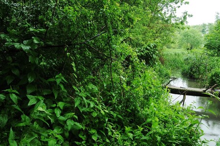 Křivé jezero (na obrázku) na rozloze asi 116 hektarů leží v katastrech obcí Milovice a Nové Mlýny, představuje zbytky původního lužního lesa. V lokalitě roste a žije řada vzácných rostlin a živočichů, nejznámější rostlinou je patrně bledule letní, kterou ochranáři v minulosti přesazovali z míst, která později zaplavila jedna z novomlýnských nádrží. Bylo jich přes 100.000.