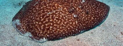 Parejnok elektrický Foto: Philippe Guillaume Flickr