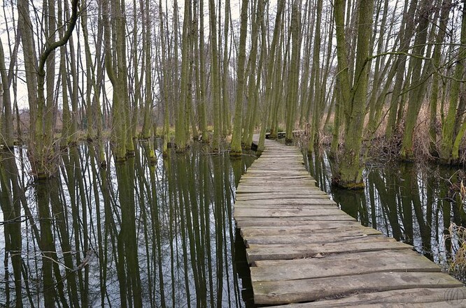 Mokřad v pražském Toulcově dvoře, ilustrační snímek.