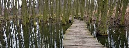 Mokřad v pražském Toulcově dvoře Foto: Matěj Orlický / Wikimedia Commons