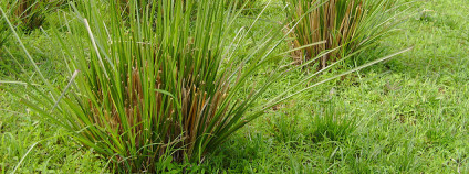 Tráva ale také pomůže v období sucha. Foto: Trees For The Future / Flickr.com  4