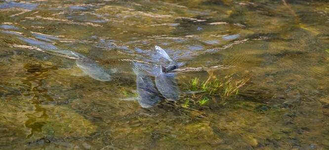 Tření bolena dravého.