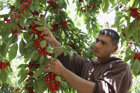 Podle serveru BBC pochází 99 procent sezonních pracovníků na britských farmách z východní Evropy a dvě třetiny z nich jsou z Rumunska a Bulharska. Podle Národního zemědělského svazu loni poklesl počet sezonních zaměstnanců o 17 procent a část úrody kvůli tomu shnila nesklizená. Náborová agentura působící v Rumunsku zajišťuje zaměstnance pro 80 britských farem. V příštích měsících musí najít 4000 lidí na sběr jahod, malin, jablek a hrušek. Zájemců je ale málo. / Ilustrační foto