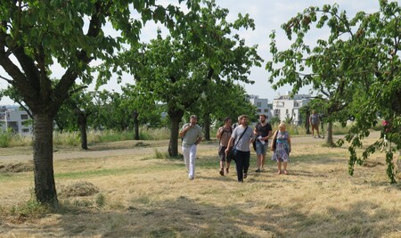 Hlavní město se stará o celkem 65 hektarů revitalizovaných sadů, do kterých bylo vysazeno přes 2500 ovocných stromů. / ilustrační foto