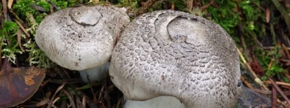 Foto: Jan Borovička